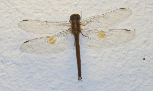 Tholymis citrina
